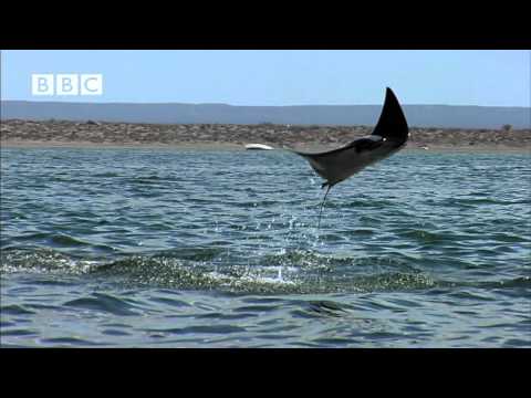 Earthflight - Pelicans & Flying Rays in the Sea of Cortez (Narrated by David Tennant)