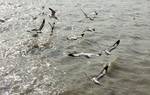 Indian Seagull Birds on the Sagar Island at Diamond Harbour in South 24 Pargana