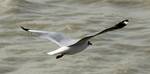 Indian Seagull Birds on the Sagar Island at Diamond Harbour in South 24 Pargana