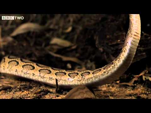 Viper Strike in Slow Motion - Natural World: One Million Snake Bites, Preview - BBC Two