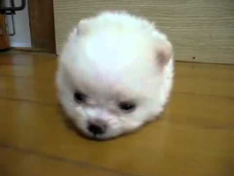 Cotton ball doggy!