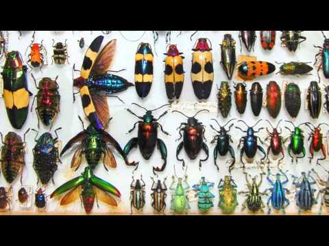 Jewels of the Insect World - Amazing Tropical Beetles 720p HD