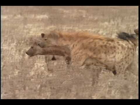 Lion vs Hyena