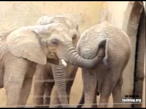 Elephant FAIL