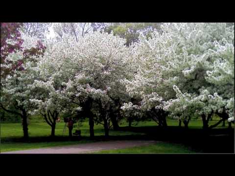 Trees by Paul Robeson