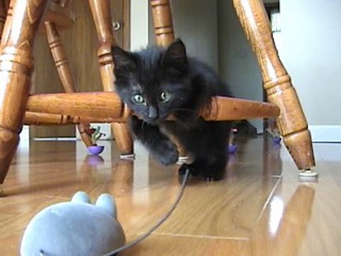 Kitten afraid of remote control mouse