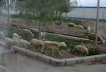 Sheep grazing beside a main road near Jiuquan. The cuisine of Gansu is based on the staple crops grown there: wheat, barley, millet, beans, and sweet potatoes. Within China, Gansu is known for its lamian (pulled noodles), and Muslim restaurants which feature authentic Gansu cuisine.