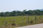 Field cut from the jungle near Frontera Corozal. The deforestation of the Lacandon in Mexico has been dramatically high, with the rate increasing over the past decades.