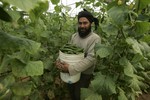 Palestinian farmers harvests cucumber from his farm in Rafah, southern Gaza Strip on April 11, 2011. Gaza's farmers are entering their fifth year of export restrictions, imposed by Israel after the Islamic Hamas party took control of the impoverished strip. (Photo by Ahmed Deeb/WN)