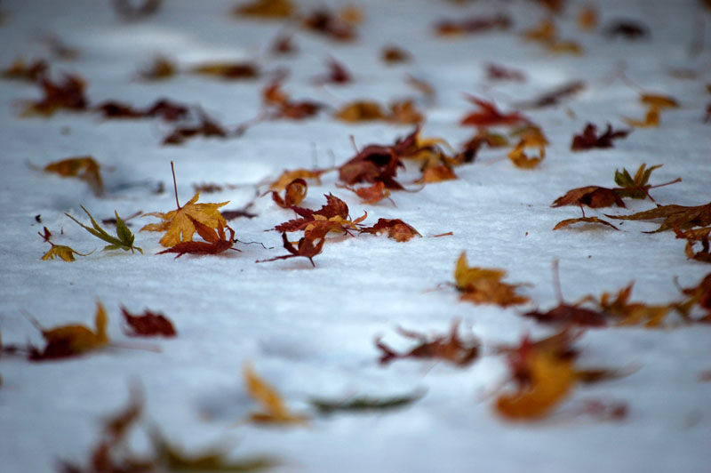 leaves-on-snow