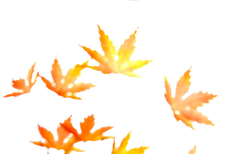 maple-leaves