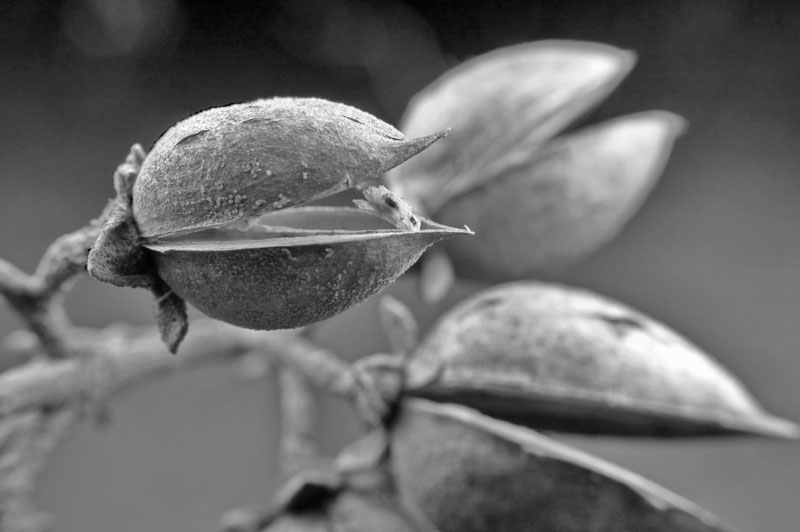 seedpod-macro