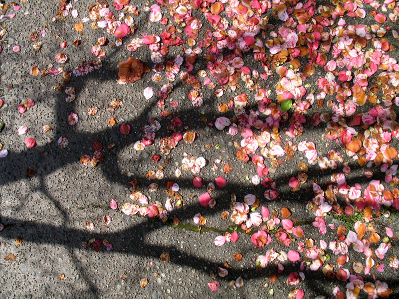 tree&petals