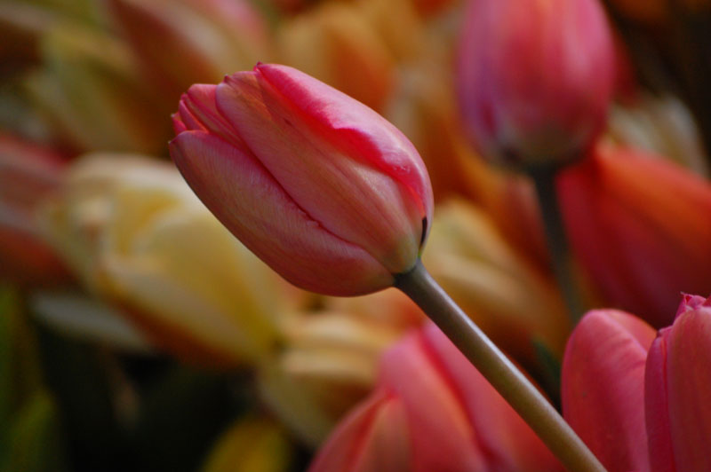 tulips