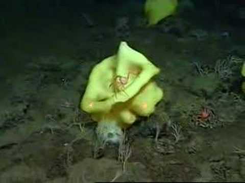 Save The Earth funds research project on Davidson Seamount