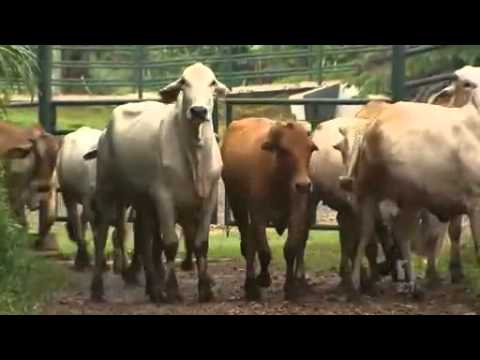 Darwin cattle industry