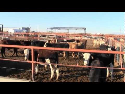 Importing Mexican Cattle - Full Episode