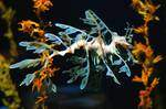 Leafy Sea Dragon camouflaged by pattern, shape, colour and swaying like the seaweed that it mimics in France.