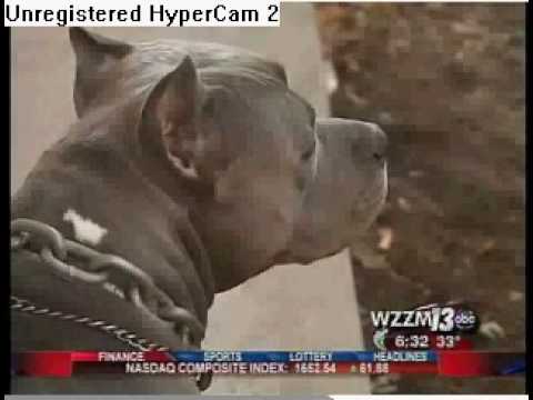 Pitbull Saves Woman In Domestic Fight [ORIGINAL]