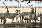 Arabian Oryx, Antelope Ranch, Israel. The diet of the Arabian Oryx consists mainly of grass, but it will eat a large variety of vegetation. This can include trees, buds, herbs, fruit, tubers and roots.