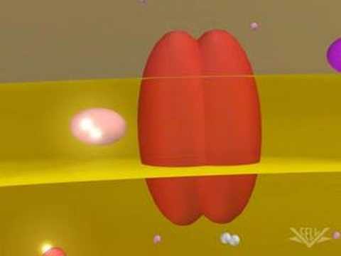 Cellular Respiration (Electron Transport Chain)