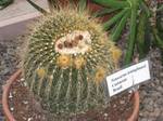 Parodia leninghausii specimen in the Buffalo and Erie Country Botanical Gardens, Buffalo, New York, USA.