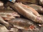 Rainbow trout, cleaned and iced, in a fish market in Western Australia. The first rainbow trout hatchery was established on San Leandro Creek, a tributary of San Francisco Bay, in 1870 with trout production beginning in 1871.