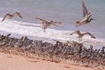 Shorebirds, or waders, roosting at high tide in Roebuck Bay in Western Australia