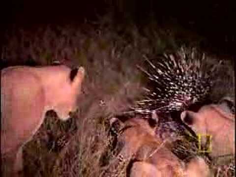 Porcupine vs. Lion