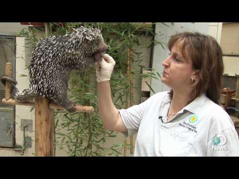 Prehensile-tailed Porcupine