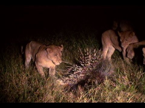 Porcupine vs. Lions