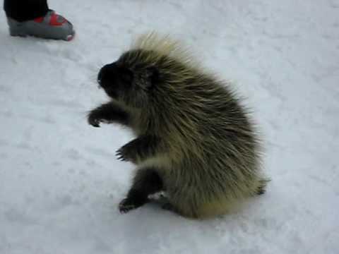 Stickers the Porcupine in Telluride