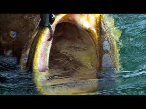 Fishing Giant Goliath Grouper Jewfish! Going To Work! Chew On This Shows Videos