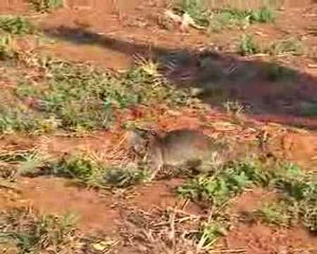 HeroRAT learning to detect landmines