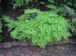 Adiantum raddianum in the Buffalo and Erie County Botanical Gardens, Buffalo, New York, USA.