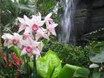 Buffalo and Erie County Botanical Gardens, Buffalo, New York, USA.