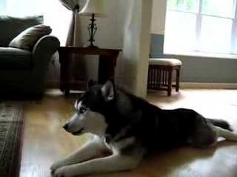 Husky Dogs Singing Gwen Stefani