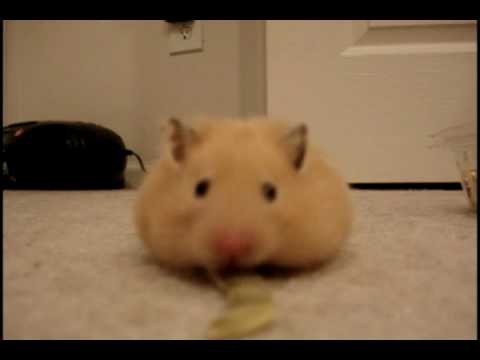 Hamster Vacuum!