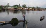 Kashmiri muslim remove weed from Dal Lake in Srinagar, the summer capital of Indian Kashmir on July 27, 2011. Pollution is turning the Dal lake, the main tourist draw in the region, into a weed-clogged swamp which is hampering the recovery of the tourism sector in the insurgency racked Himalayan state.