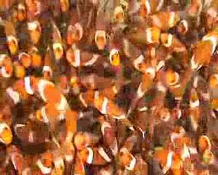 Aquacultured clownfish