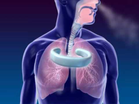 Respiration-Ventilation 3D Medical Animation