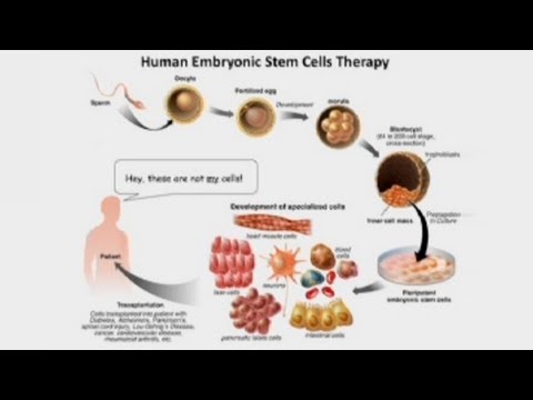 Neanderthal and Denisovan Genomes/Human and Ape Stem Cells