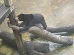 Black Bear is found in Johor Zoo,Malaysia