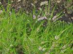 The Cornish heath (Erica vagans) is a species of heath that bears pink flowers and mid-green foliage. This is a shrub, reaching 0.75 m by 0.75 m.