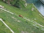 The Bear Pit in Bern, Currently, the historical Bärengraben is empty. Its last two bears were put down in 2008 and 2009 due to old age and ill health.