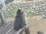 Black Bear is found in Johor Zoo,Malaysia