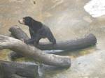 Black Bear is found in Johor Zoo,Malaysia