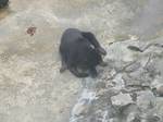 Black Bear is found in Johor Zoo,Malaysia