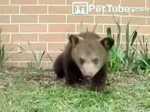 Never Ending Sneezing Bear