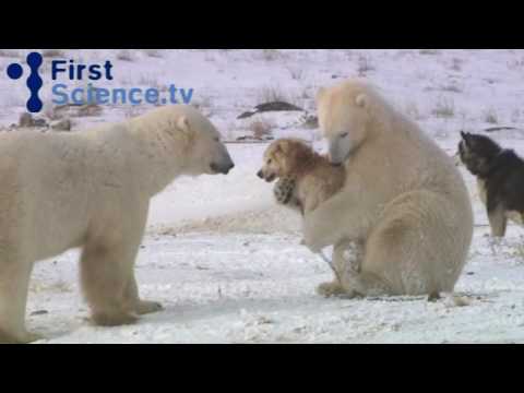 Polar bears and dogs playing